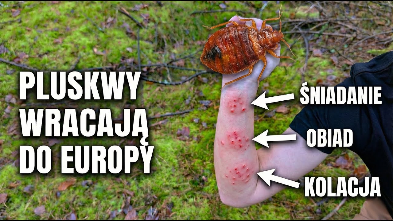 INWAZJA PLUSKIEW W EUROPIE - jak nie przynieść ich do domu i skutecznie zwalczyć?