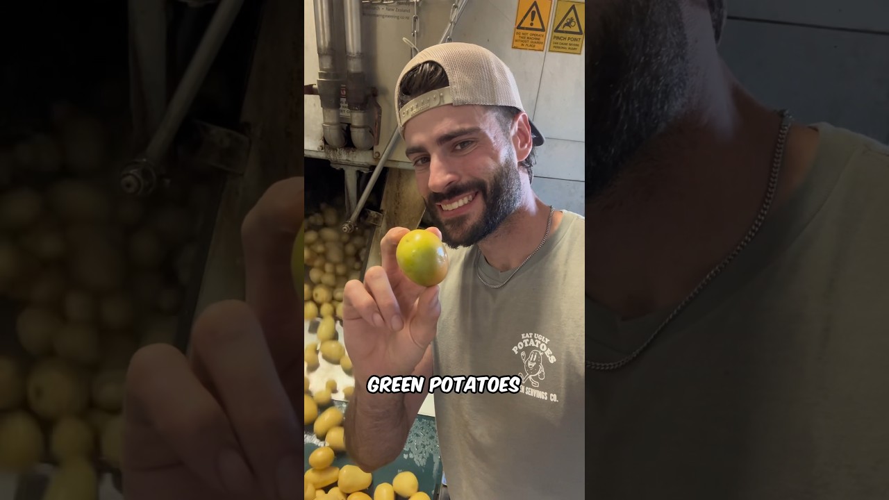 This machine DESTROYS green potatoes #potato #farming