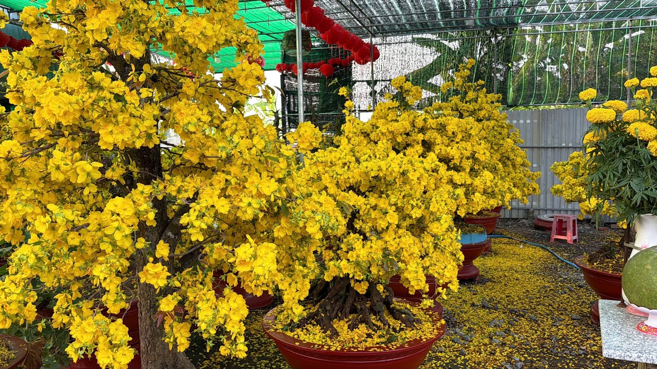 Xem siêu bông HM mùng 6 tết còn nở hoa ruc rỡ