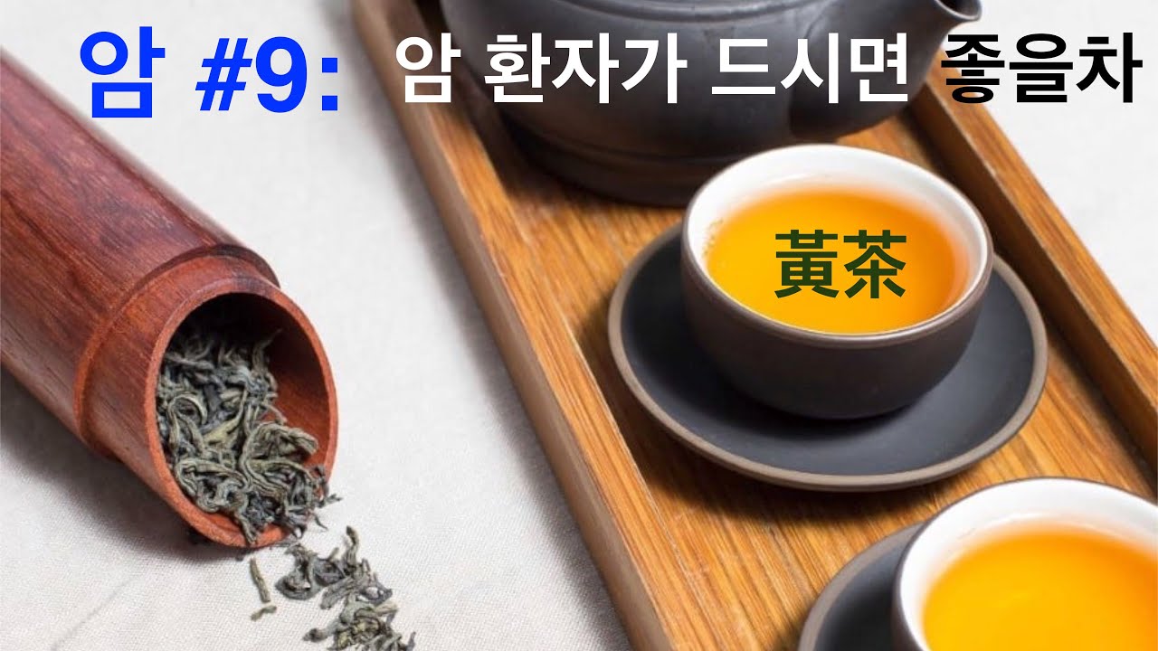 암 #9: 암환자가 마시면 좋은 황차(黃茶)의 효능!! (혈관신생억제,암전이억제)