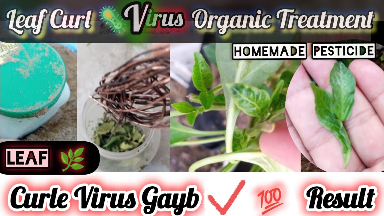 Leaf curl Virus Organic Treatment| تین چیزوں سے لیف کرل وائرس کا مکمل خاتمہ 💯#rooftop #organic #best