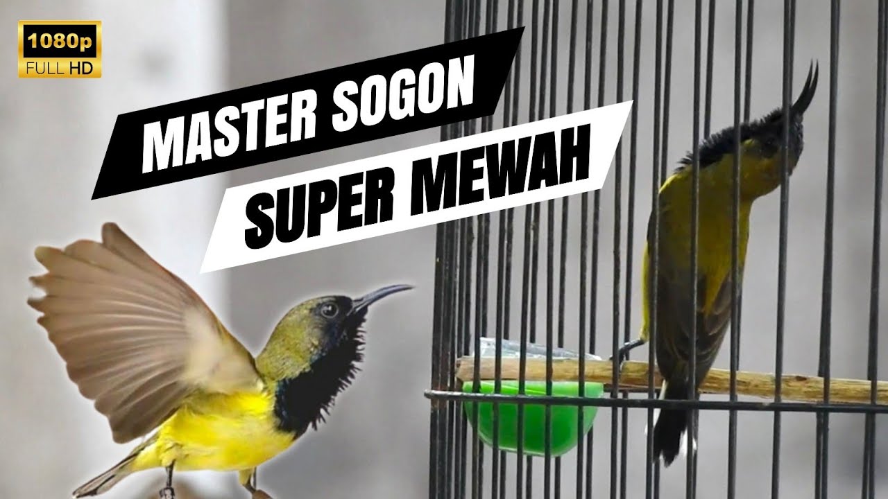 🔴MASTERAN SOGON ISIAN MEWAH SUPER JERNIH
