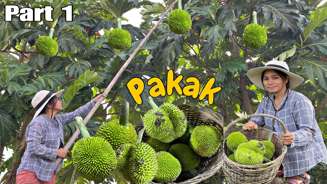 Harvesting Breadnut or Kamansi | Nagtinda kami ng Bagongon | Buhay Probinsya | Mindoro