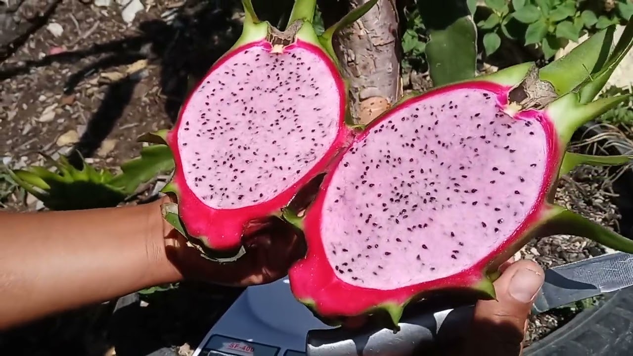 probando nuestra primera pitahaya rosa de Oaxaca