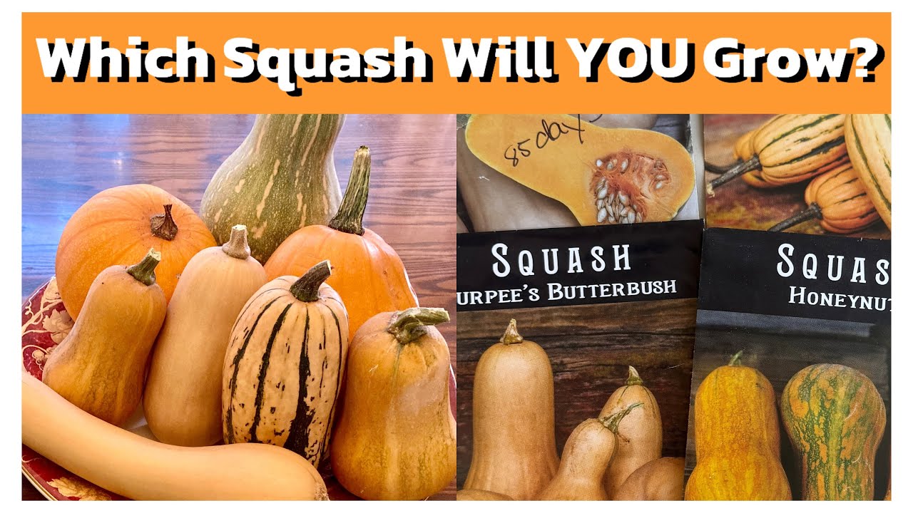 Winter Squash Showdown: Which Variety to Grow?