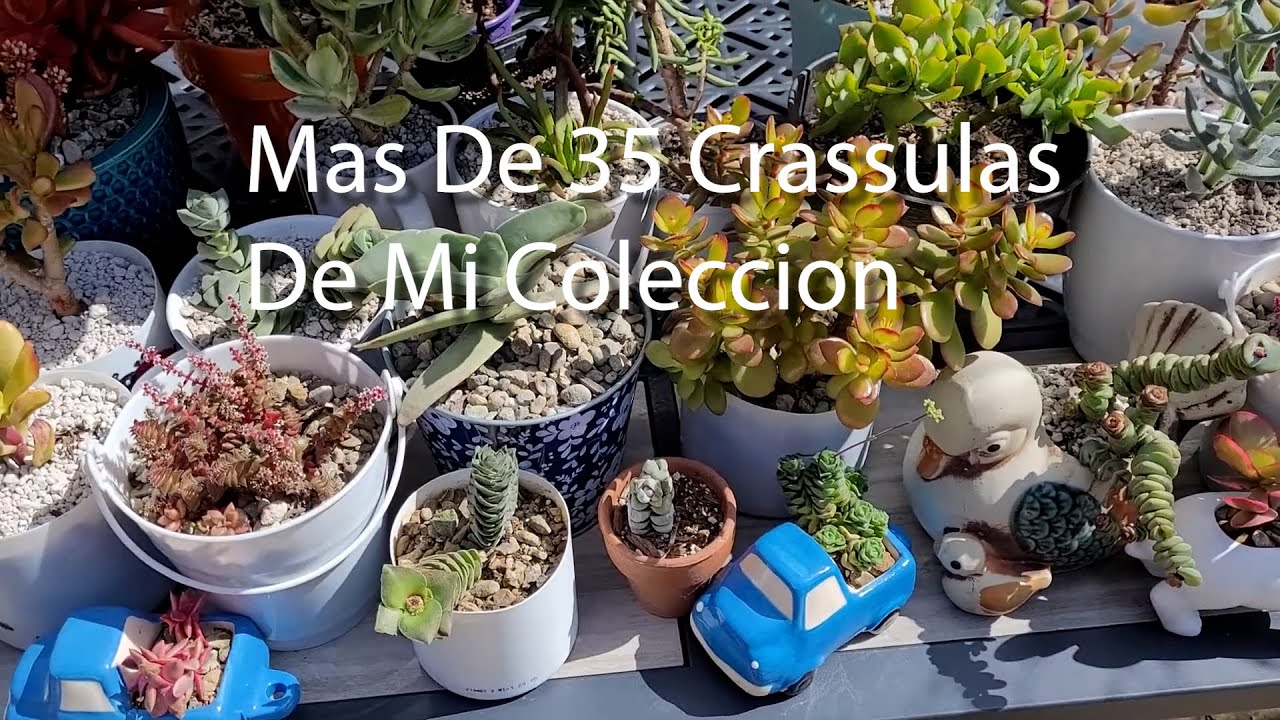 Mi Coleccion De Mas De 35 Crassulas Con Nombre