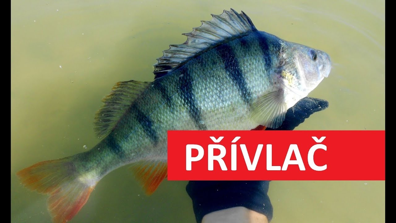 Přívlač pro začátečníky: Jak úspěšně chytat ryby na rotační třpytku?