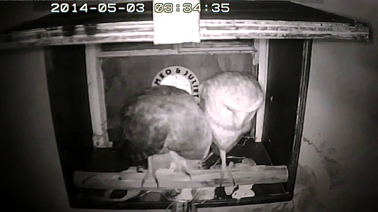 The Caring Owl Romeo & Juliet A New Home Season 3 Video 1