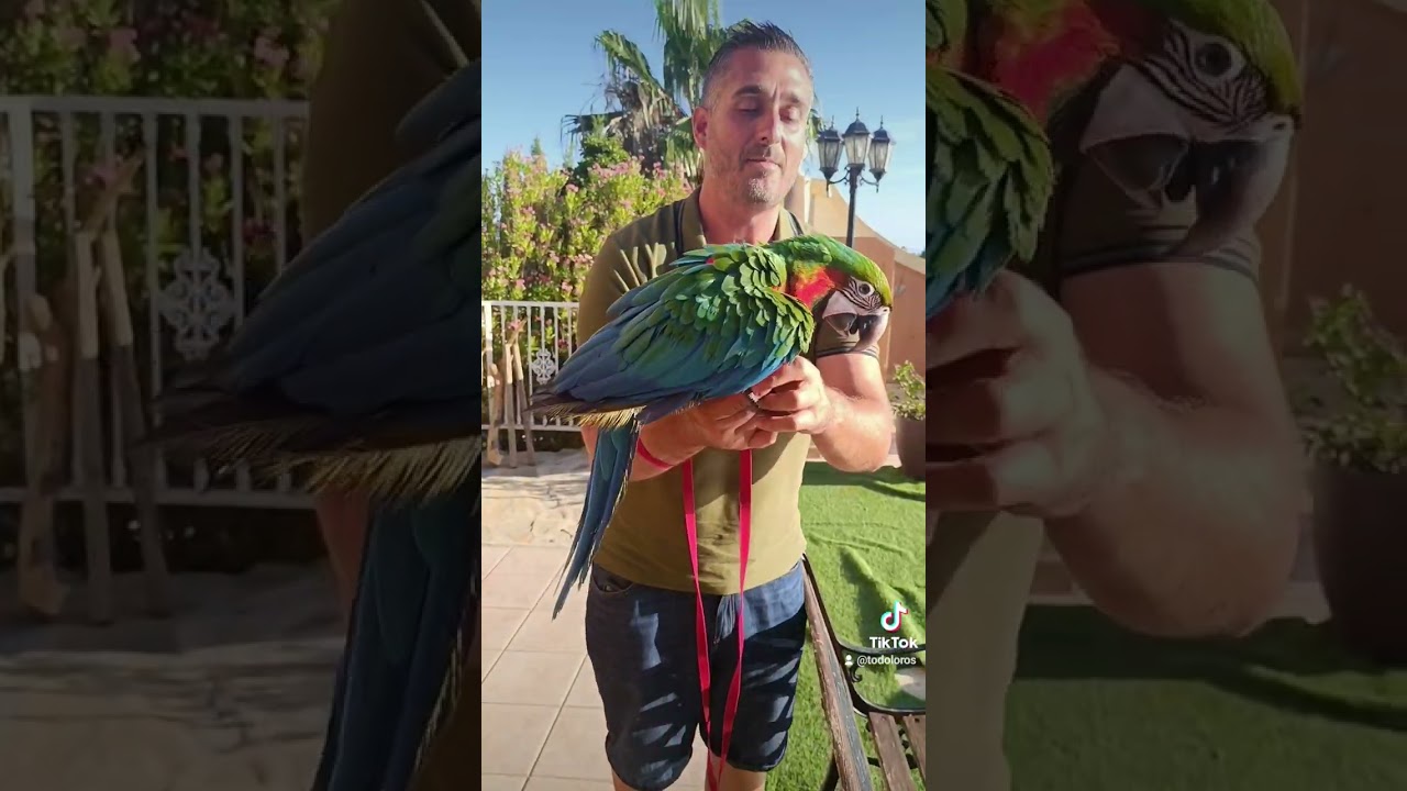 ADIESTRANDO GUACAMAYO HARLEQUIN ( BEBÉ DE 3 MESES )♥️🫀🐣🫶🗽🌳🩸🌍 www.todoloros.com ☎️ 📞 635465610