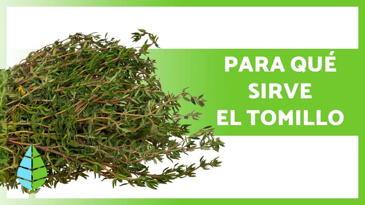 BENEFICIOS del TOMILLO 🌿 | Propiedades, para qu&eacute; SIRVE y Contraindicaciones ✅