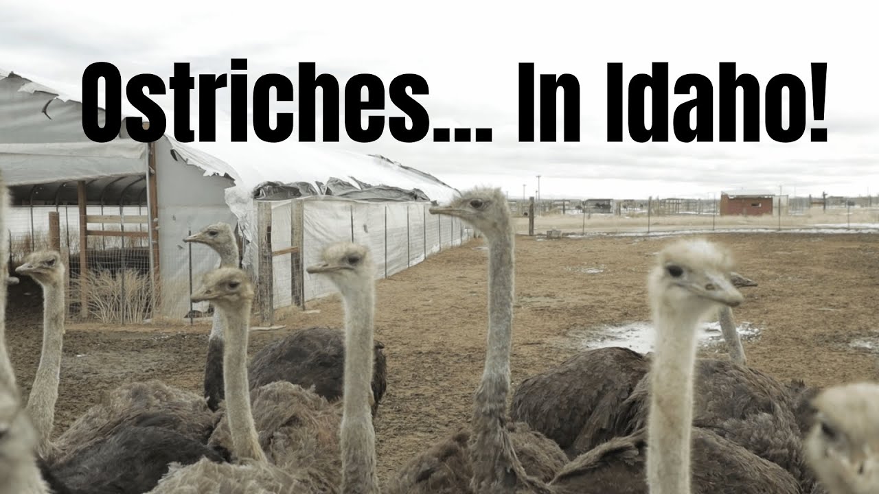 The Idaho Ostrich Farm