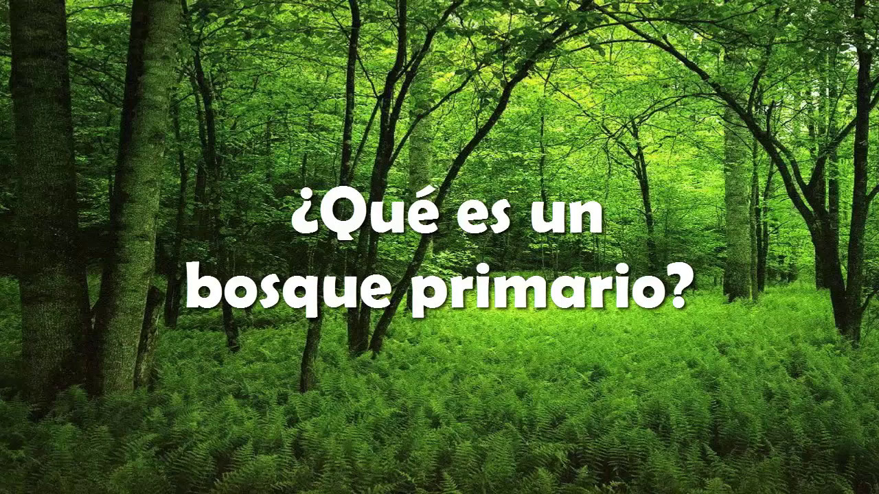 &iquest;Qu&eacute; es un bosque primario?