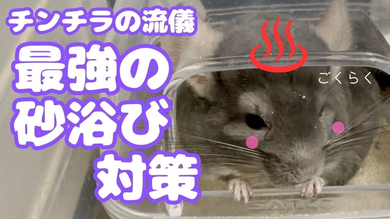 なすびくんが砂浴びの流儀ってやつを教えてくれるそうです♨【チンチラ】【砂浴び対策】
