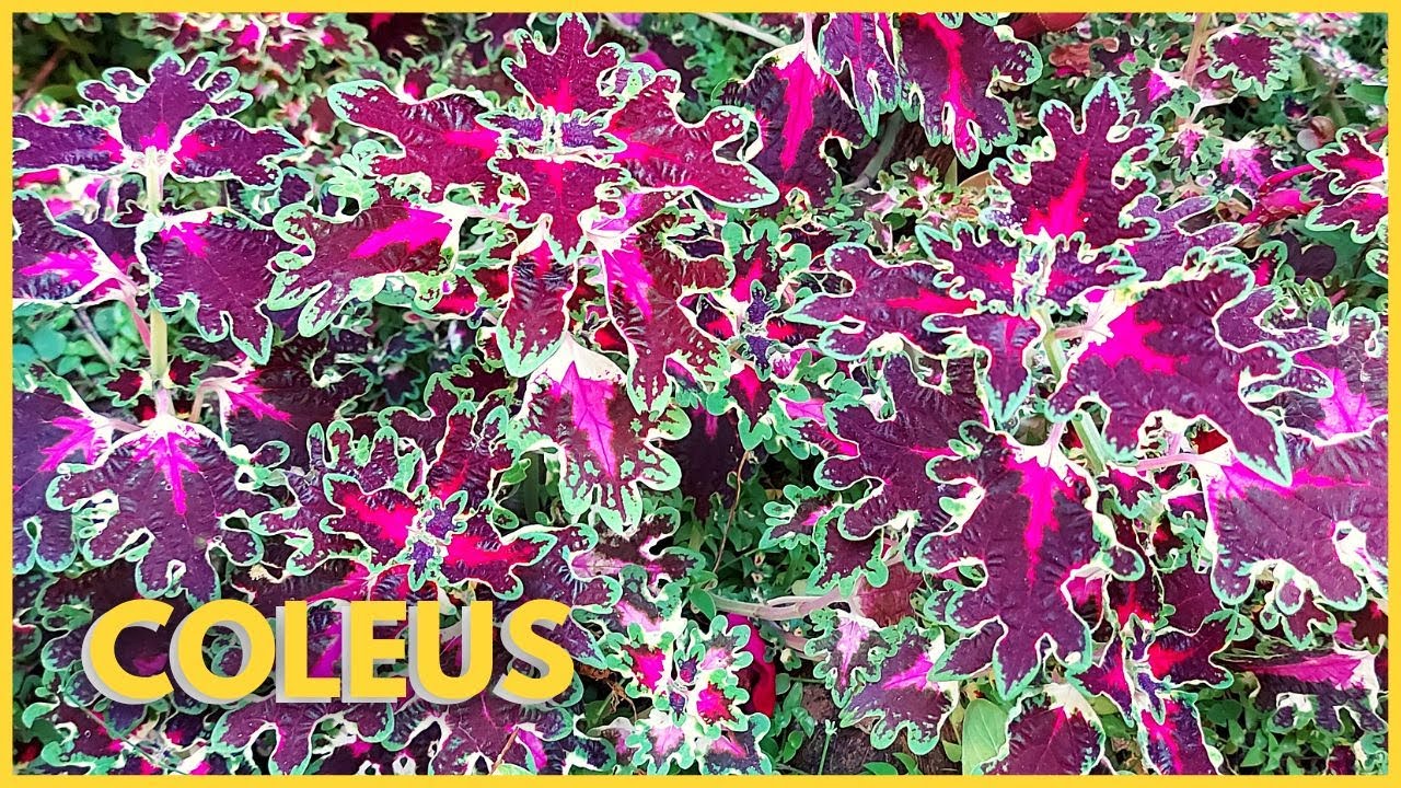 COMO CULTIVAR O COLEUS? Uma planta linda e de folhagens coloridas!