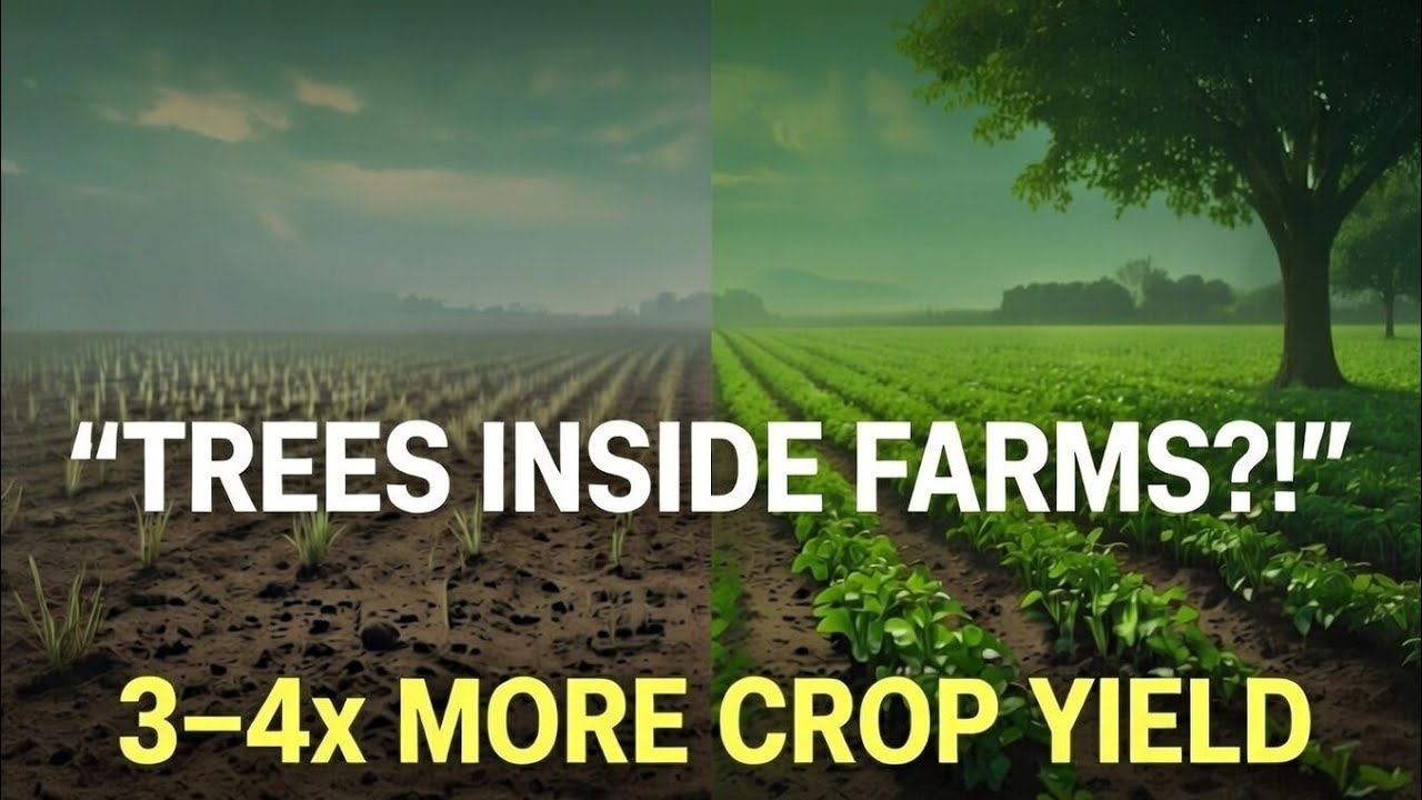 Why Old Farmers Planted Trees in Crop Fields (3–4× Higher Yields PROVEN)