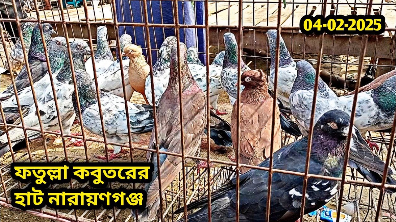 04-02-2025 ফতুল্লা কবুতরের হাট | কম দামে কবুতর | Fatullah kobutor hat | কবুতর হাট | Pigeons price bd
