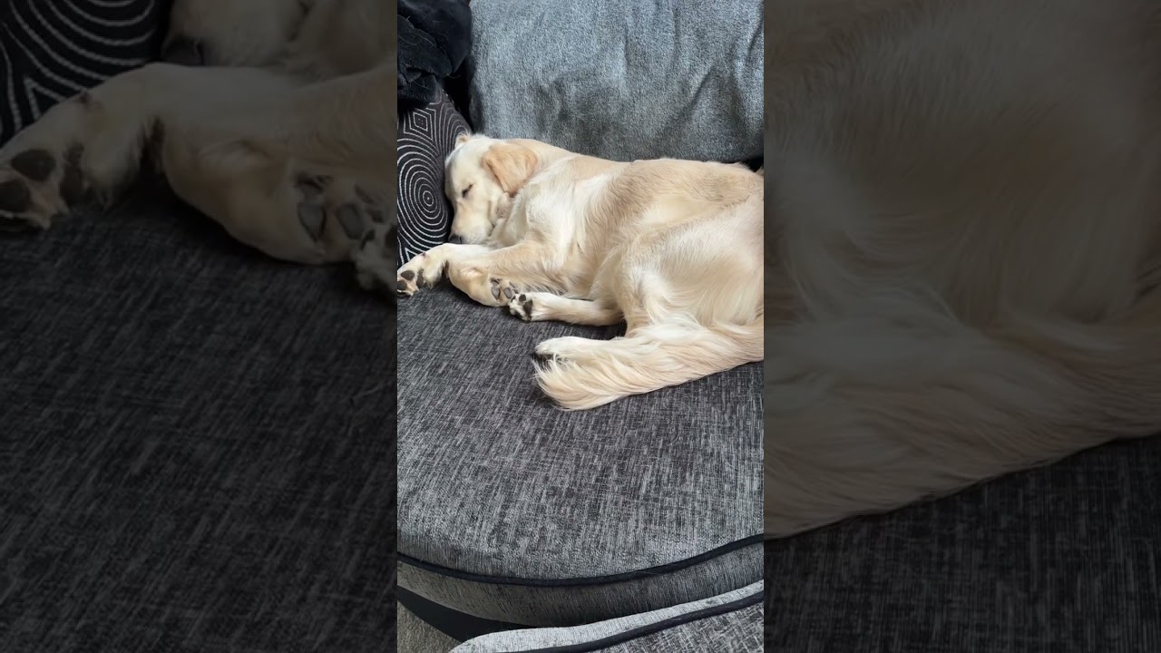 Snoozin 💤 #sleepydog #puppy #goldenretriever #dogsoftiktok #sleepypuppy