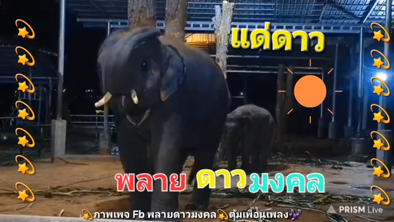แด่ดาว💫🎶🐘พลายดาวมงคล OFFICIAL ตุ้มเพื่อนเพลง🎶🐘
