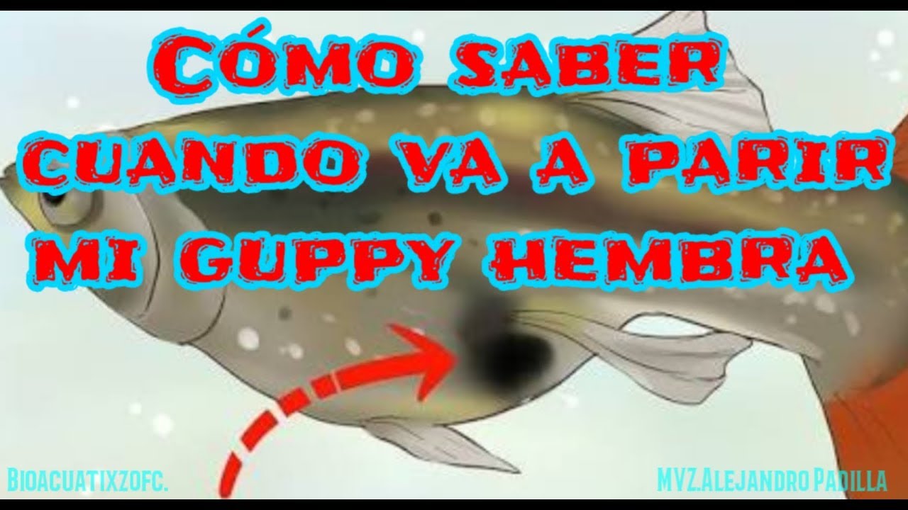 Como saber cuando va a parir mi pez guppy