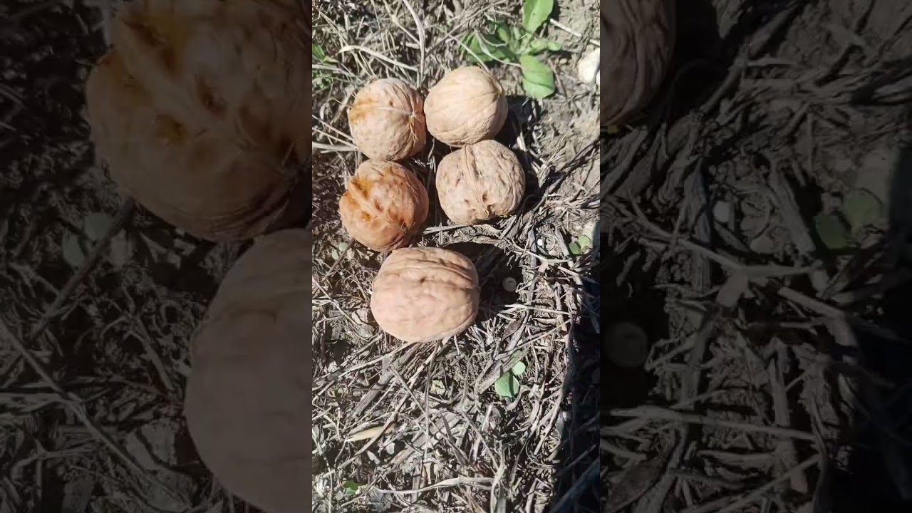 Akdeniz Bölgesi Lara Ceviz Çeşidi gelişimi Meyve verimi Rakım 1000