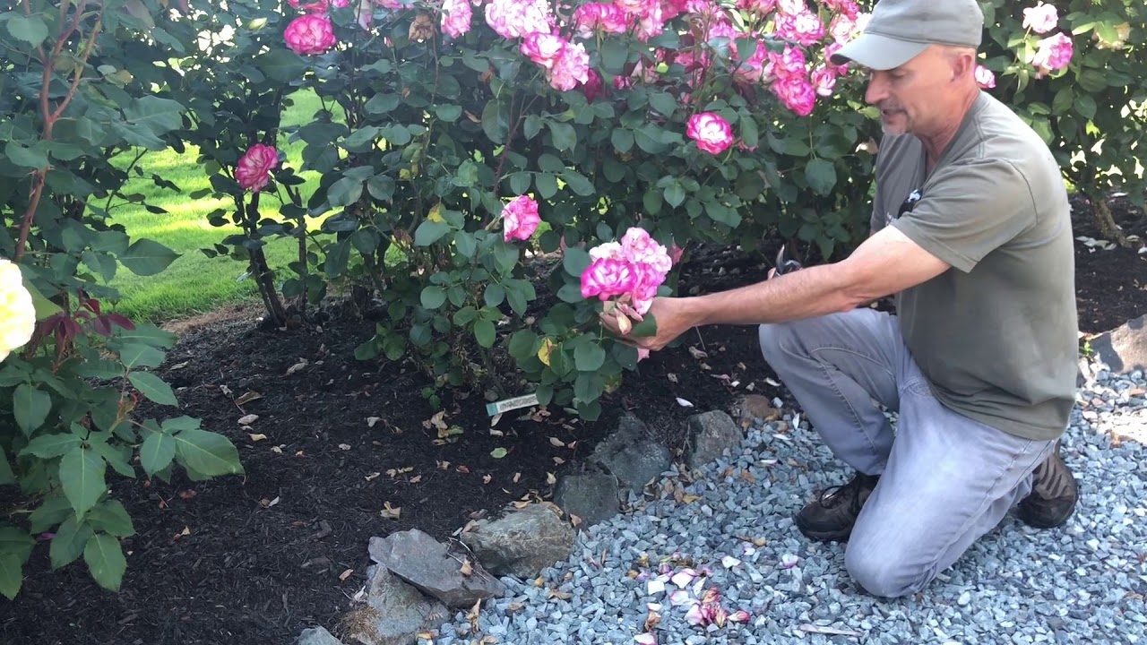 Watering, Ground Cover & Mulch in our Julia Child Rose Bed