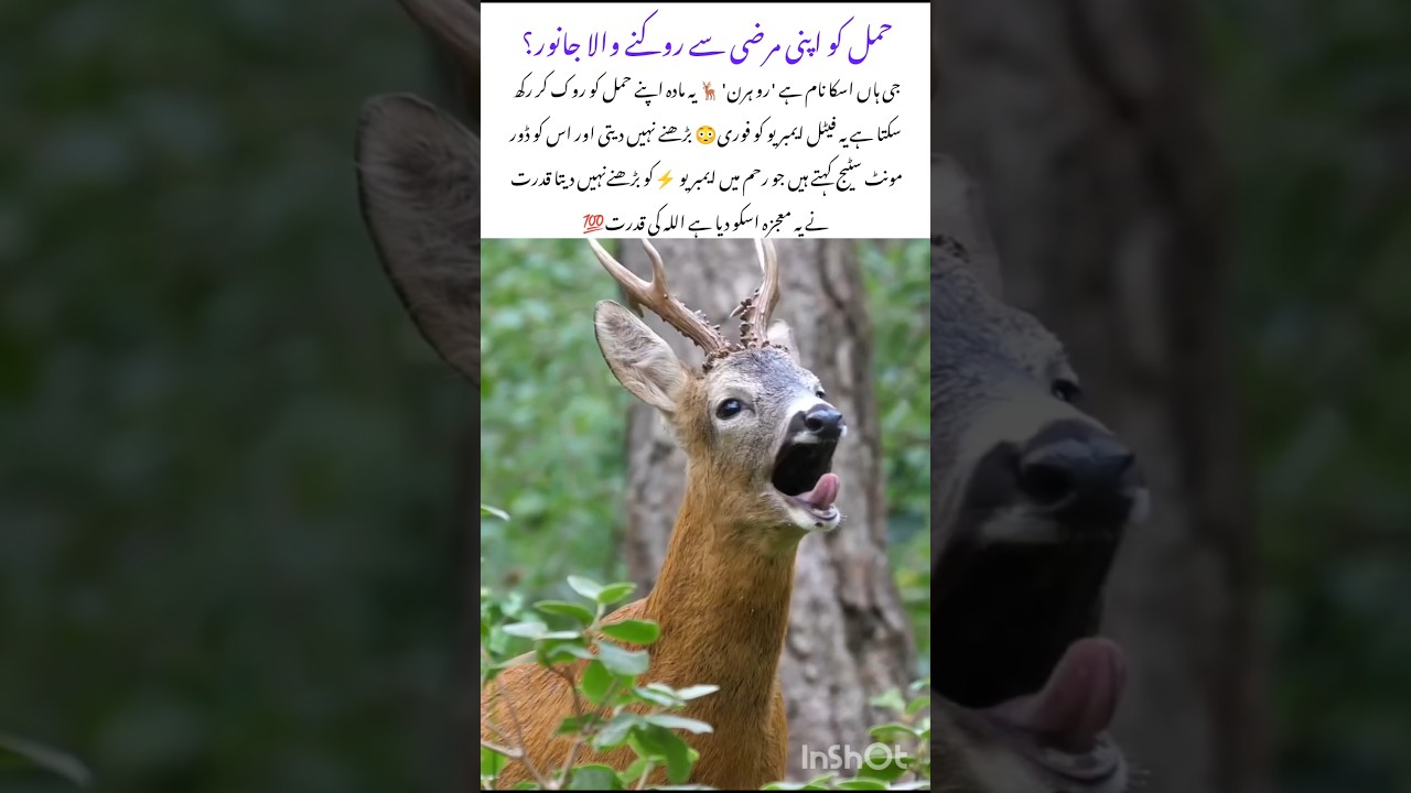 The Roe Deer🦌that can pause its own pregnancy #roedeer #naturefacts #wildlife #nature #shorts