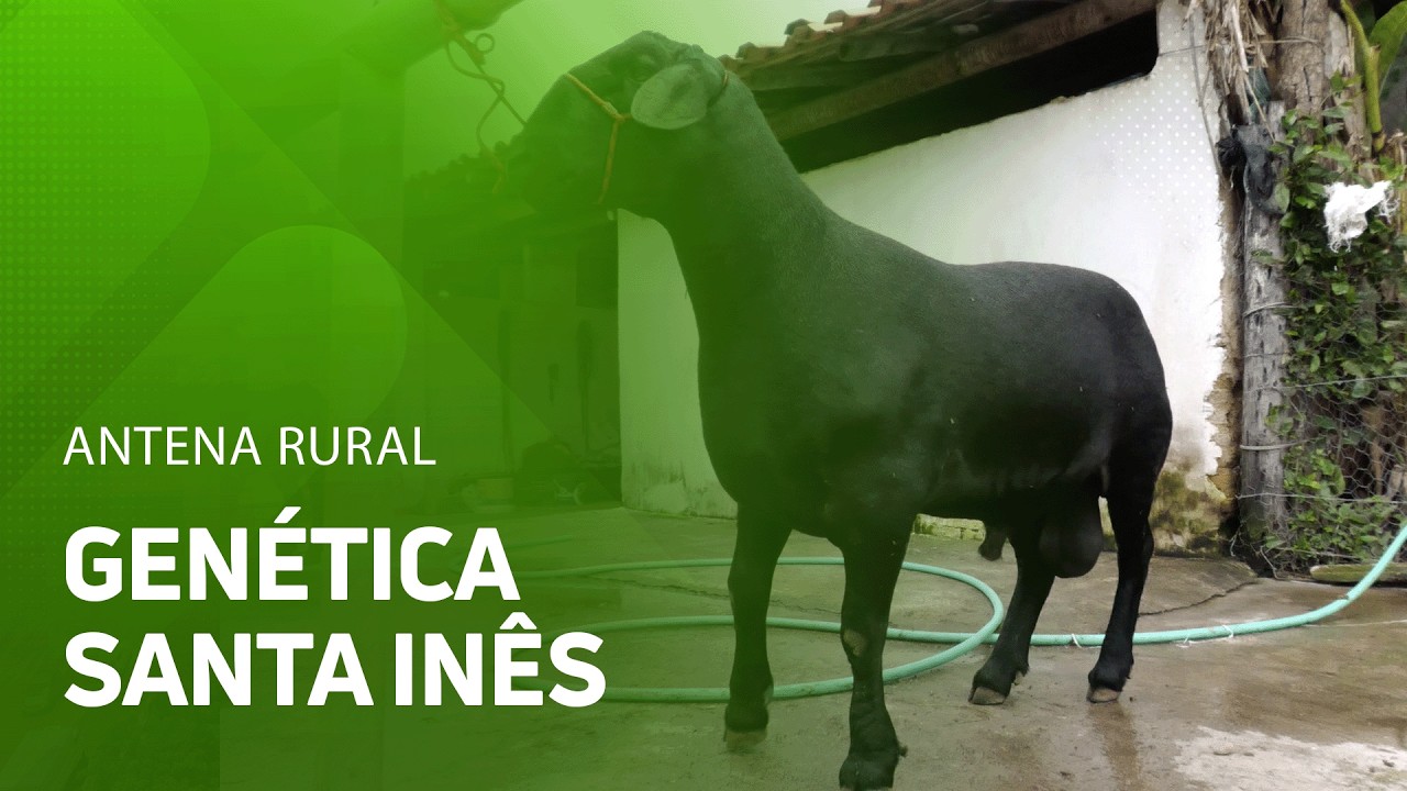 Criação aposta em melhoramento genético de ovinos Santa Inês