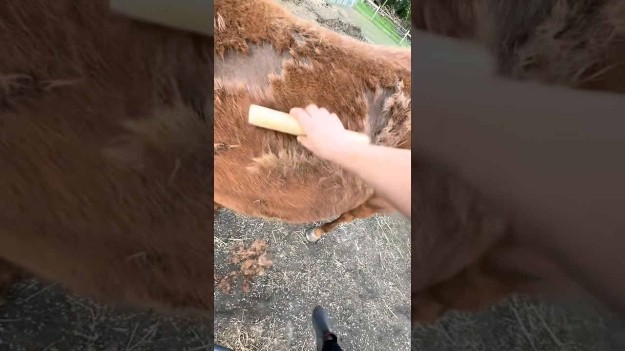 Уход за лошадью... Нажмите здесь, чтобы привести себя в порядок  