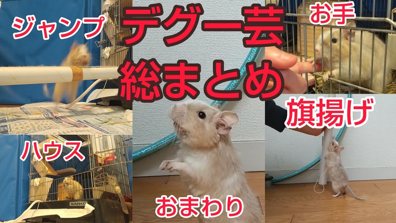 ２０２１年 デグーの芸総まとめ！