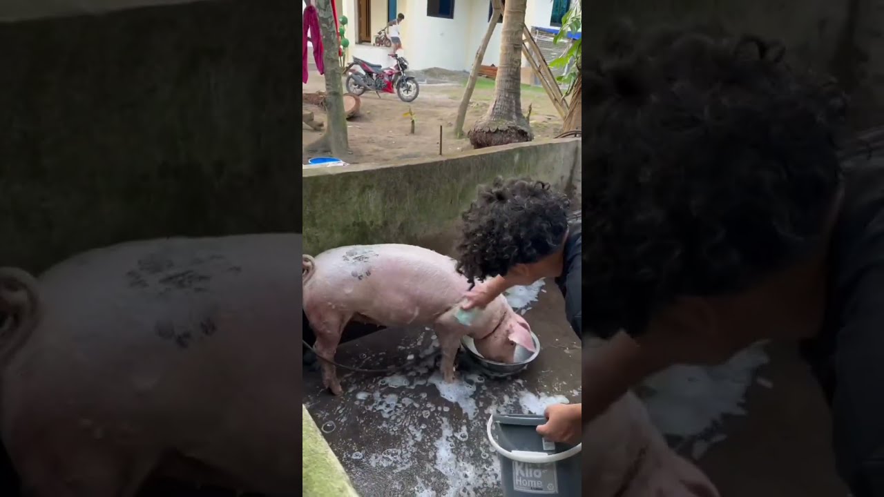 Naglinis ako ng maduming kulungan ng Baboy 😱 Kanguso TV