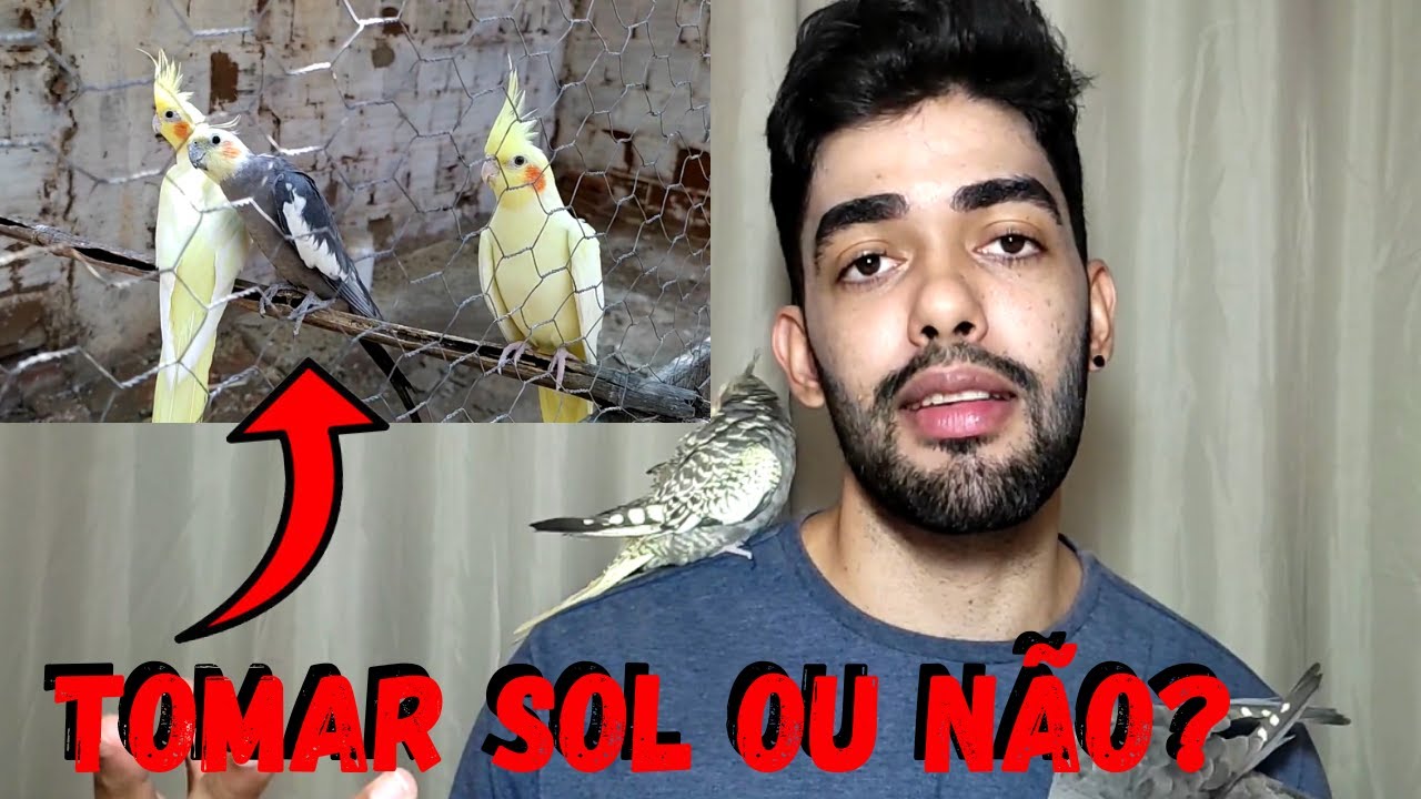 CALOPSITA PODE/DEVE TOMAR SOL ? [MUITO IMPORTANTE]