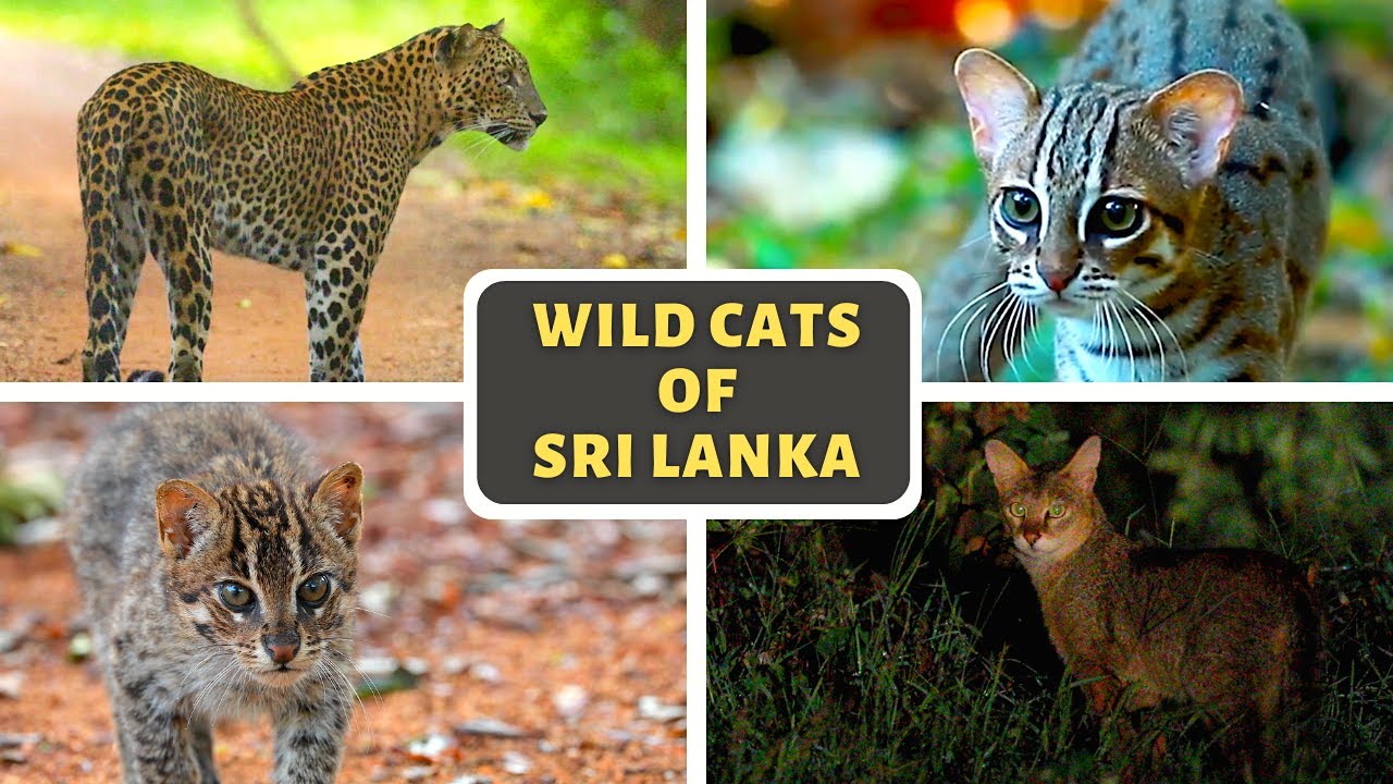 Wild Cats of Sri Lanka (Full Documentary)