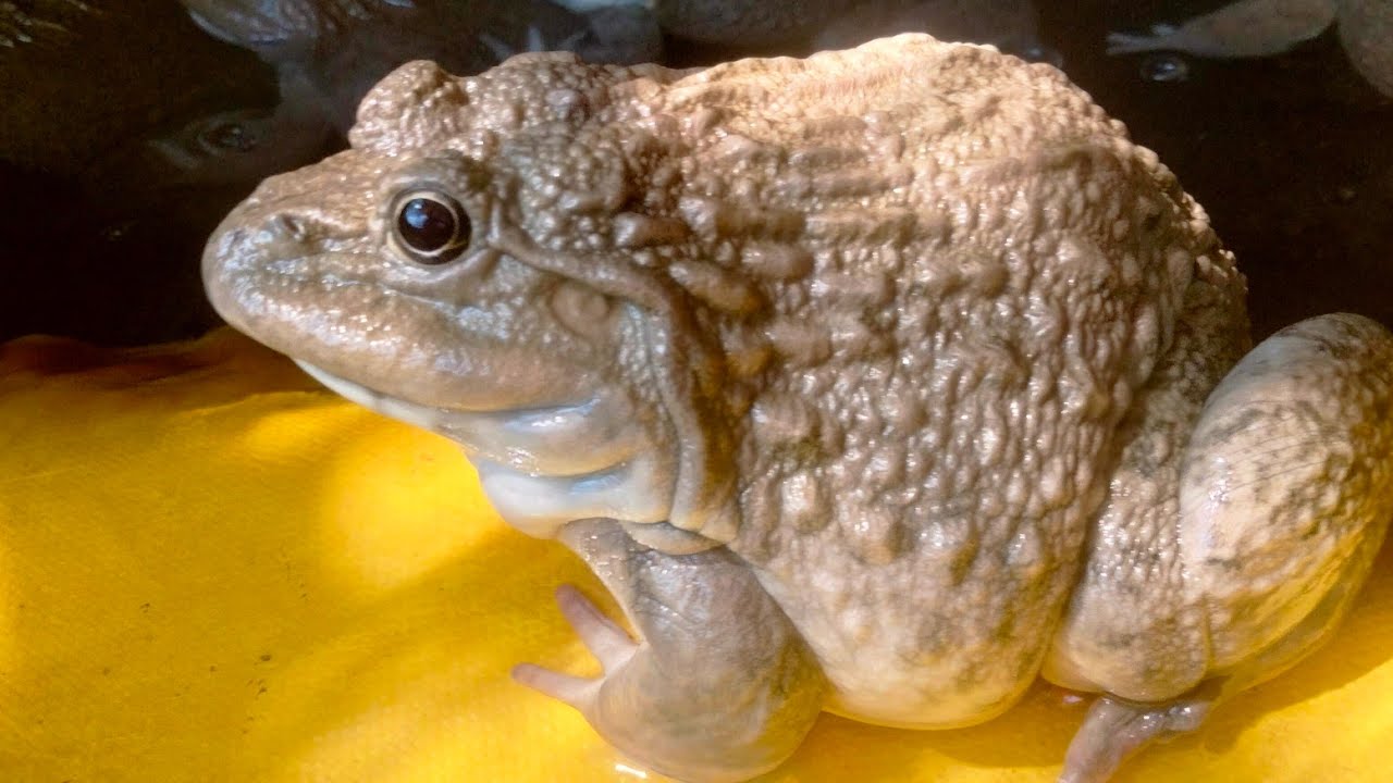 My pet is a frog.🐸🐸🥰🥰