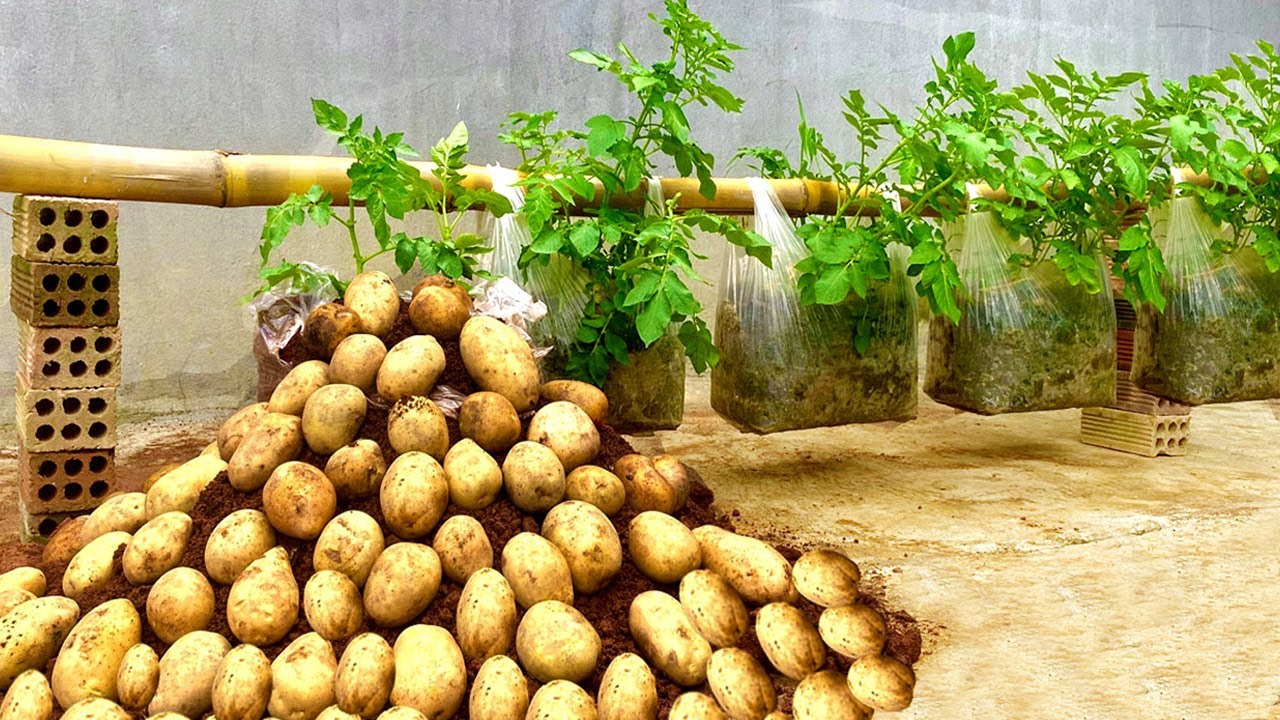 Unlock The Secret Growing Potato In Plastic Bags On Your Backyard - Growing Potatoes