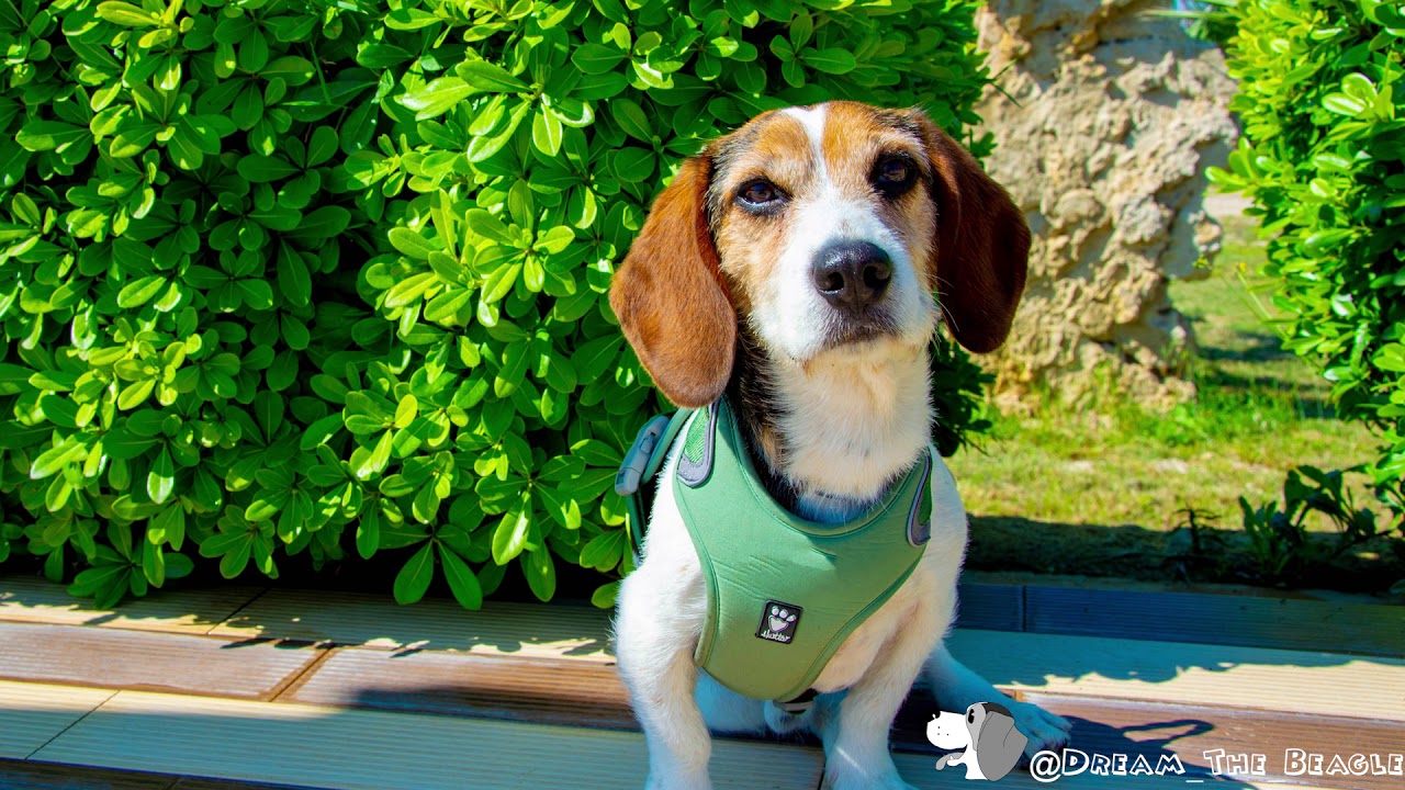 Dream in : Weekend Warrior Harness by Hurtta