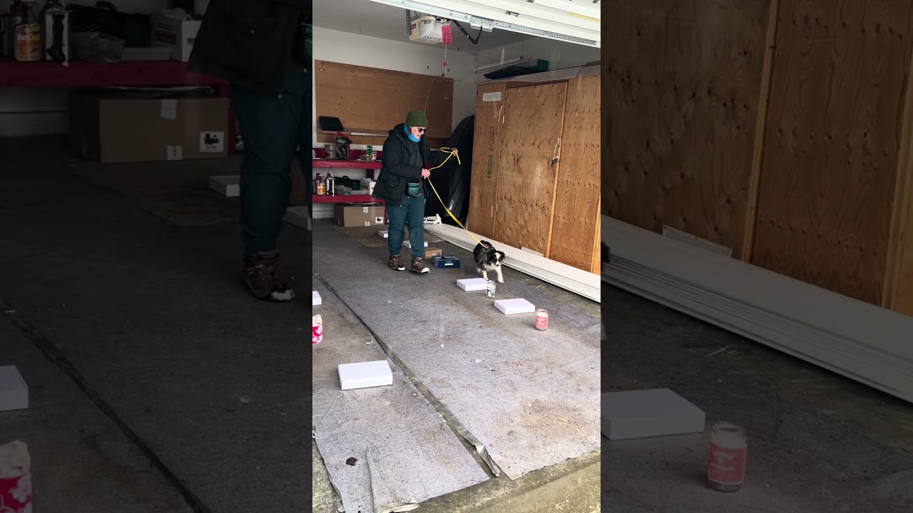 Rico Dasher 4 March 15, 2026 #nosework #scentdetection #miniamericanshepherd