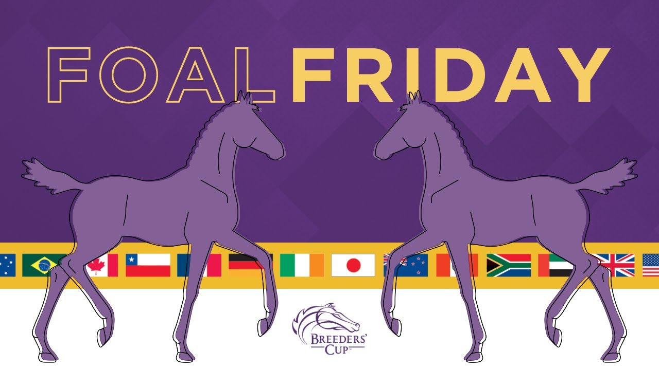 Foal Friday: Restless Rider and Gun Runner Colt
