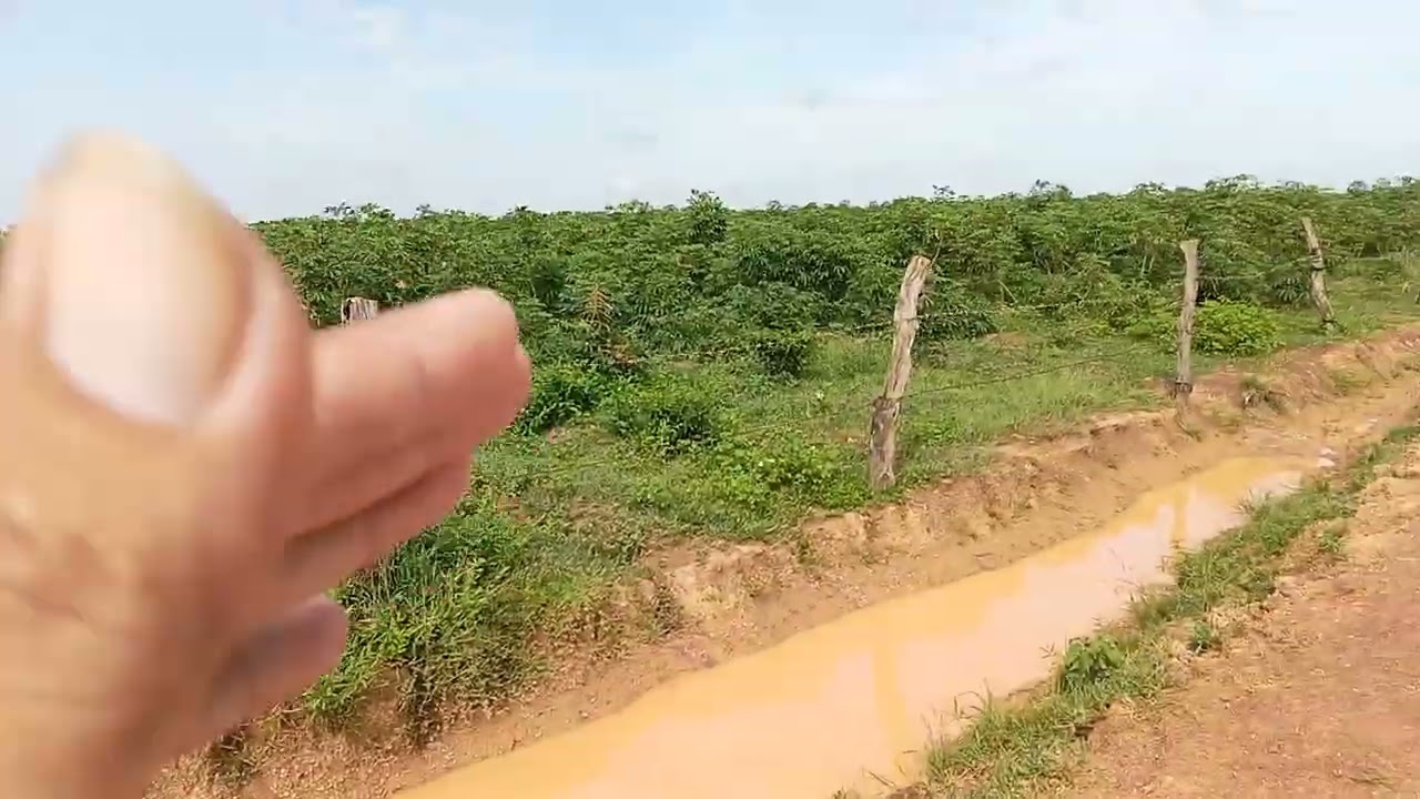 Nguyễn ấm vlog bán đất rãi 12h 220tr 1h có bán lẻ đất chít lụt lh0393270104