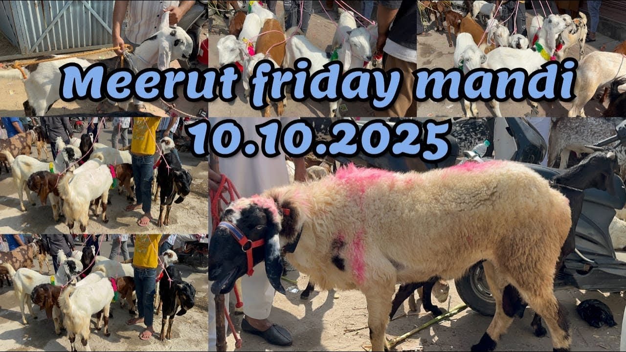 Meerut Friday Bakra Mandi 10 October 2025 #goat #azharvlogs #viralvideo #bakramandi #punjabi #bakr 