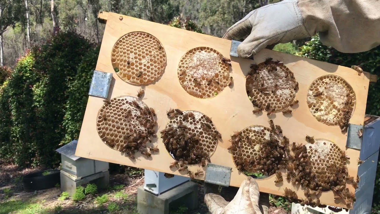 Beekeeping - Making comb honey at home using recycled materials - Part 1 @ Les Gold