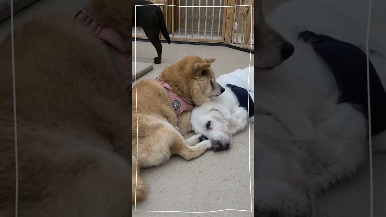 【老犬介護ホームメロー】サージュちゃんありがとう🌈