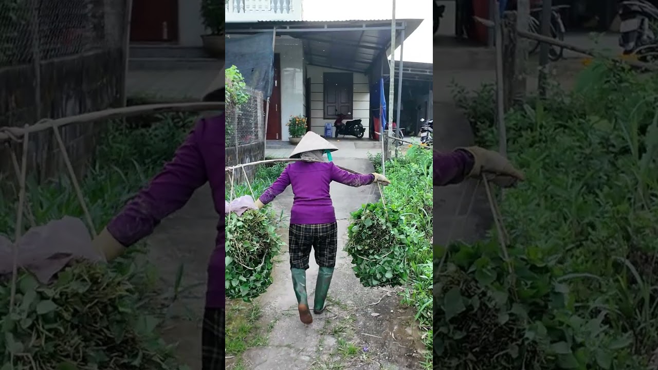 Về quê ăn Tết, cùng ngoại của Sữa cắt rau diếp cá 