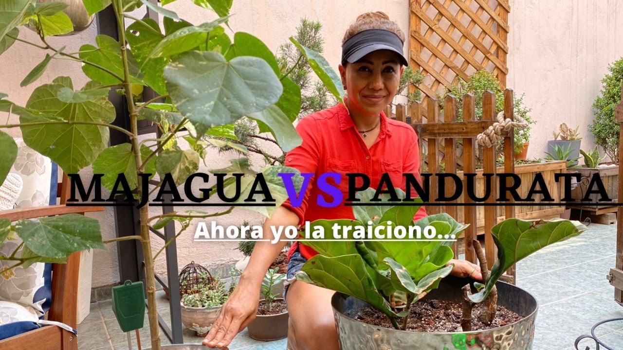 Me canse de rogarle a una Pandurata pero lo logre y te diré como...