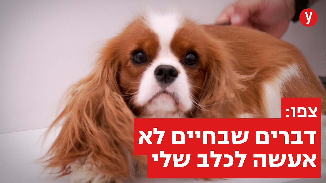 צפו: דברים שבחיים אסור לעשות לכלב