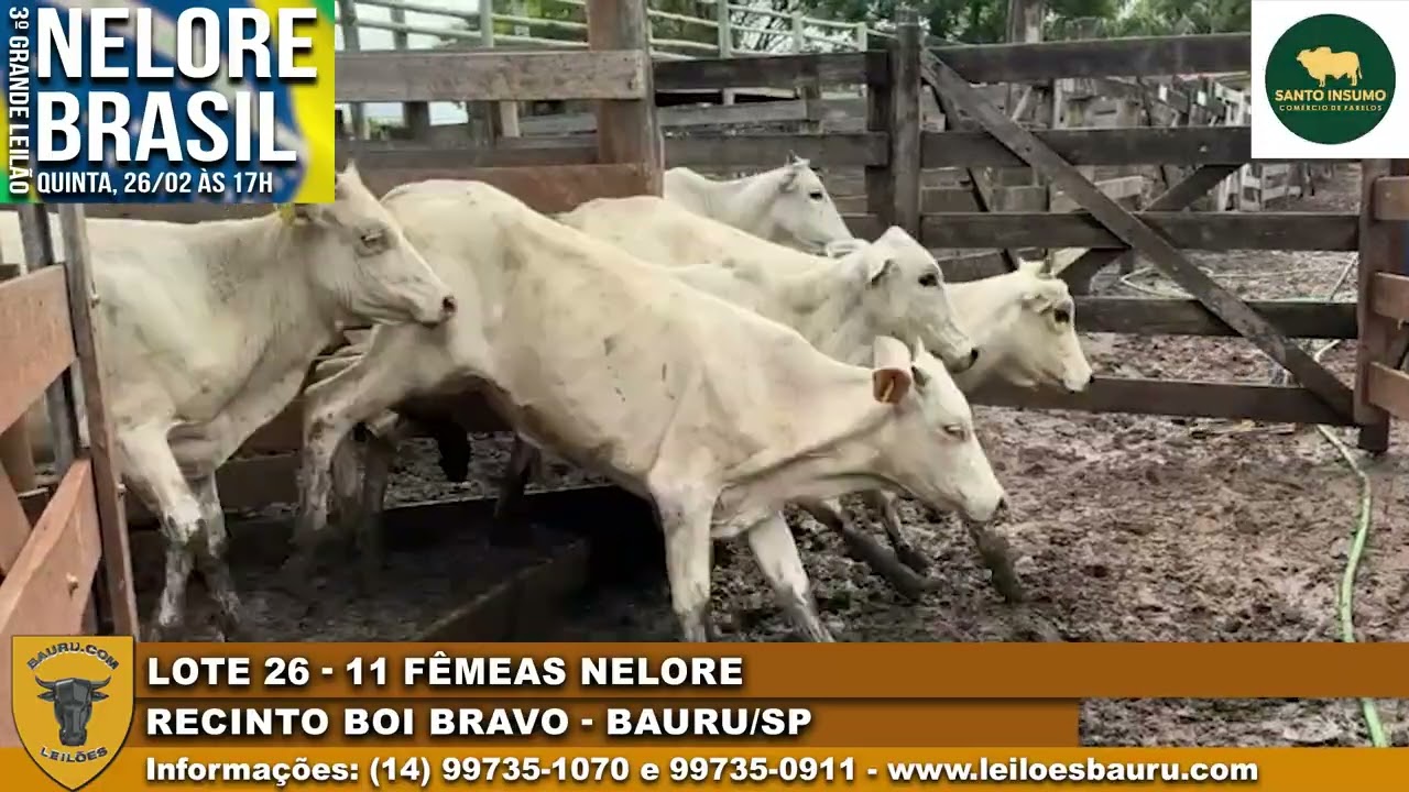 LOTE 26   11 FÊMEAS NELORE