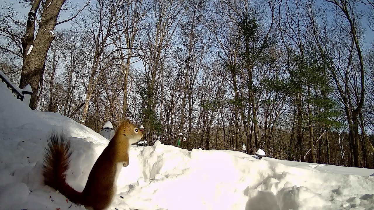 18 inches of snow doesn't stop RED.