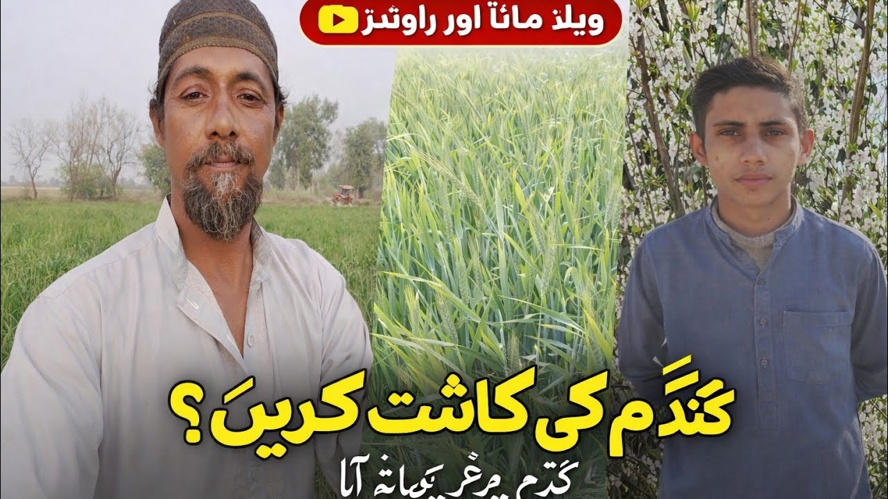  Wheat Farming in Pakistan 🌾 | گندم کی کاشت، بیج اور خرچ مکمل گائیڈ