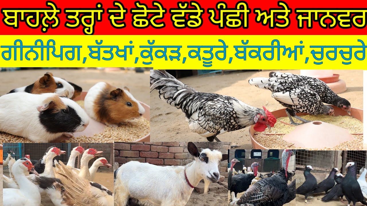 ਬਾਹਲ਼ੇ ਤਰ੍ਹਾਂ ਦੇ ਛੋਟੇ ਵੱਡੇ ਪੰਛੀ ਅਤੇ ਜਾਨਵਰ;ਗੀਨੀਪਿਗ,ਬੱਤਖਾਂ,ਕੁੱਕੜ,ਕਤੂਰੇ,ਬੱਕਰੀਆਂ,ਚੁਰਚੁਰੇ|Harbhej Sidhu|