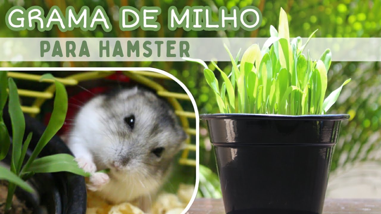 COMO PLANTAR GRAMA DE MILHO para pequenos roedores