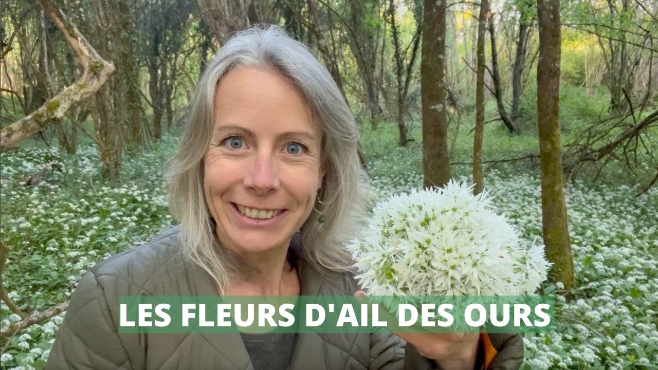 Fleurs d'ail des ours